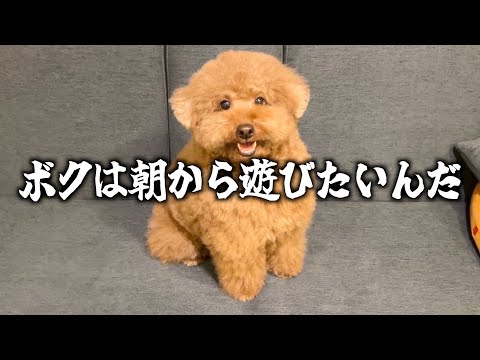 独身男とトイプードルのモーニングルーティン。 サムネイル