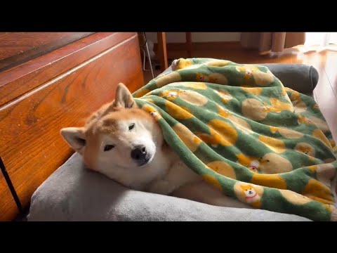 柴犬福 母に心配される朝寝坊柴犬🤣Oversleep-Shiba Inu🤣 サムネイル