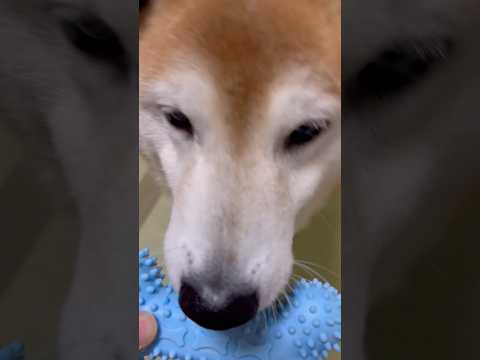 柴犬福 兄からのお土産一瞬で飽きる柴犬🤣Brother and Shiba🤣shorts funny funnydog… サムネイル