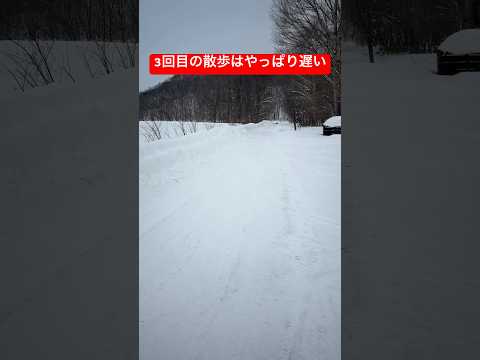 山の神にも体力があった…shorts puppy ゴールデンレトリバー ゴールデンレトリバー子犬 犬 サムネイル