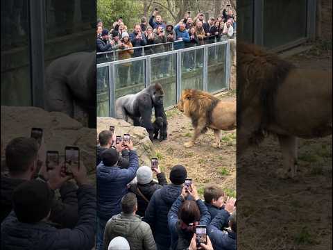 Lion Attacks Baby Gorilla — Mother Gorilla Protects Instant… サムネイル