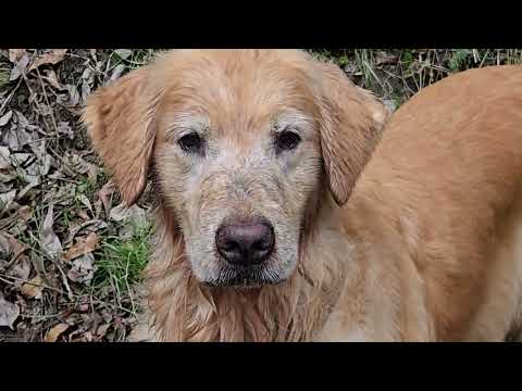 お顔が汚れたので洗顔に行くゴールデンレトリバー３頭の体重は？ サムネイル