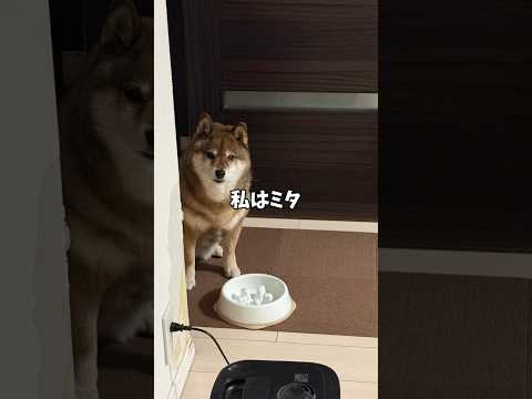 ガムを手にする飼い主を見て柴犬は… サムネイル
