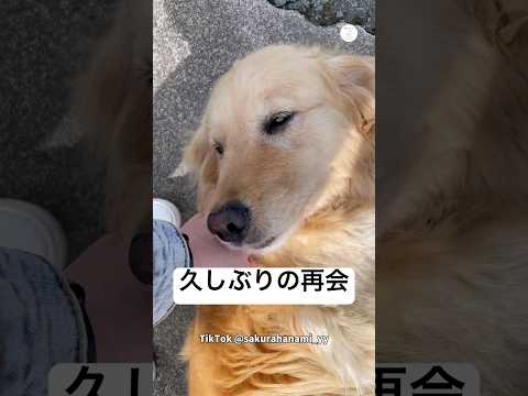 久しぶりに田舎へ帰省した時の大型犬の反応が可愛すぎる　　ゴールデンレトリバー 大型犬　犬　再会　犬のいる暮らし サムネイル