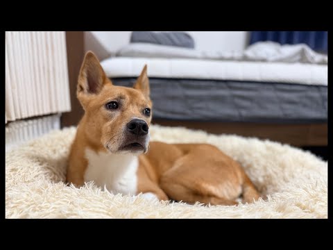 チワワの、のぶなが【柴犬と雑種犬ファミリーの爆笑日常】 がライブ配信中！ サムネイル