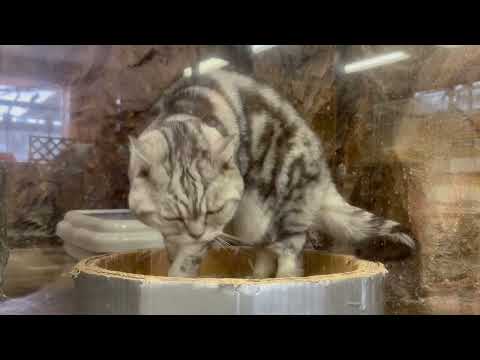 ビアくん　ワンニャンリビング　那須どうぶつ王国にて　2026年1月9日 サムネイル