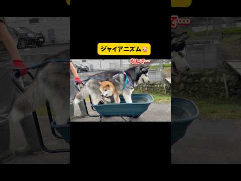 【ジャイアン…】穴を掘るハスキーとジャイアンみたいな柴犬柴犬 シベリアンハスキーshorts shortsvideo サムネイル