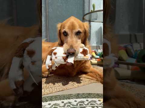 coming home to my golden retriever🥵goldenretreivers dog pup… サムネイル