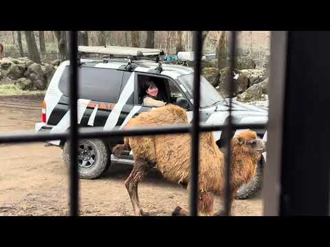もうすぐ1歳のラクダさん🐪　スーパージャングルバスに乗ったヨ！　富士サファリパークにて　2026年２月20日 サムネイル