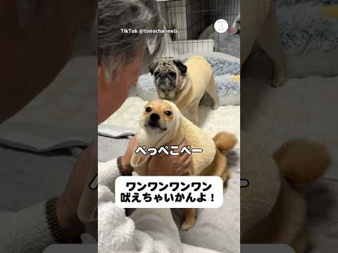 この表情、理由が面白すぎた　犬　面白い　犬のいる暮らし かわいい犬 面白い動画 サムネイル