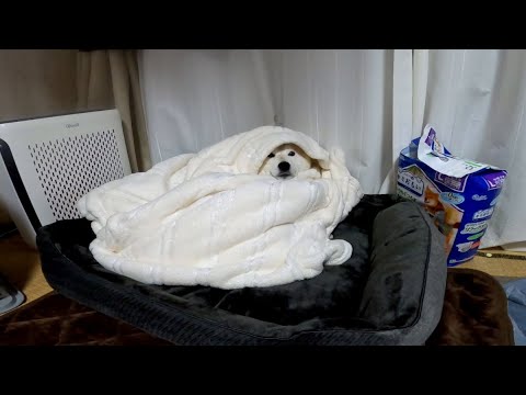 今宵もみんなに遊ば・・心配されて巻かれるモモさん サムネイル