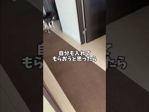 愛する飼い主を救出に向かった🐕黒柴に待っていた未来・・・ サムネイル