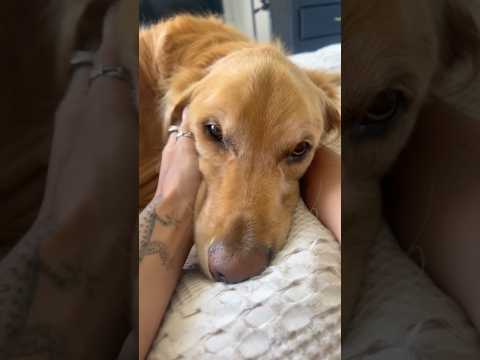 coming home to my golden retriever🥵goldenretreivers dog pup… サムネイル