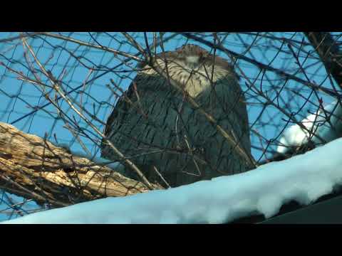 奥が奥さん　手前に旦那さん　シマフクロウ　旭山動物園　00007 サムネイル