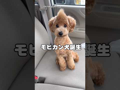 モヒカン犬が可愛すぎる😂　#トイプードル　#犬　#面白い　#犬のいる暮らし #かわいい サムネイル