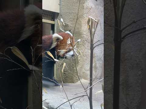 shorts 大福くん出勤！　レッサーパンダ　那須どうぶつ王国にて　2026年2月27日 サムネイル