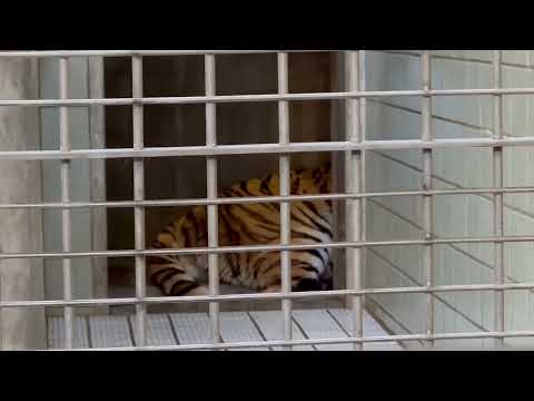 閉めるナヨ〜って感じですか😅？ソーンさん　アムールトラ　浜松市動物園にて　2026年2月15日 サムネイル