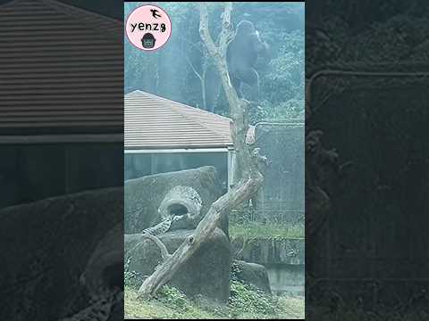 Ringo 咬菜上樹威風拍胸菜落地 gorilla gorillatag taipeizoo 金剛猩猩 台北市立動物園 サムネイル