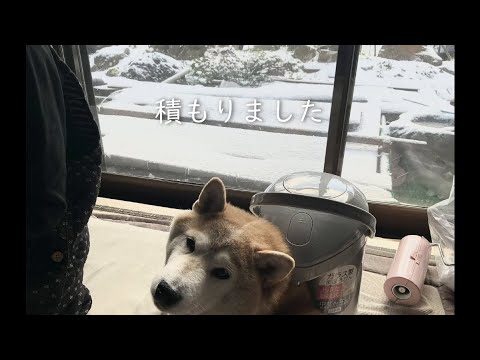 ついに雪が降ってきました！🍞🍞☃ サムネイル