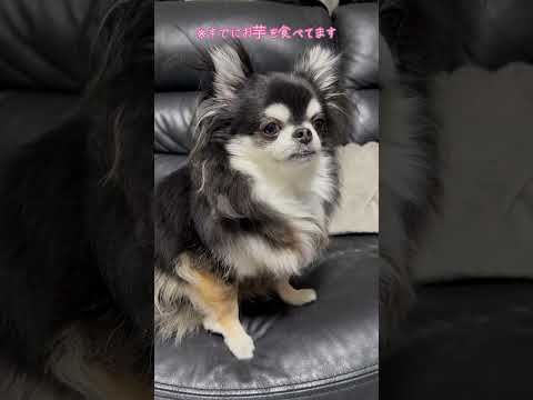 お芋が食べたくて悲しい顔をするチワワのいちご サムネイル