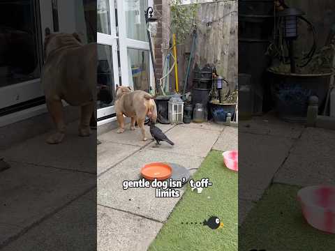 Crows: The Funny Geniuses of the Bird World animals pets sh… サムネイル