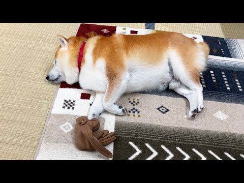 いたずらでゲットした手袋を正しい用法で使用する柴犬 サムネイル