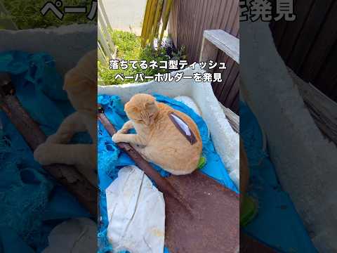 ボックスティッシュがそこに落ちてるのかと思ったらまさかの猫ちゃん！ 地域猫 野良猫 ティッシュ shorts サムネイル
