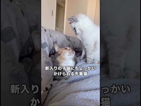 気持ちよく寝ているところを新入り子猫にちょっかいをかけられ思っていた8倍ブチ切れてしまう先輩猫 子猫 保護猫 先住猫… サムネイル