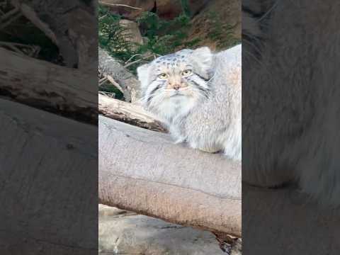 shorts ナゴムくん　元気そうで良かった〜　マヌルネコ　那須どうぶつ王国　2025年12月31日 サムネイル