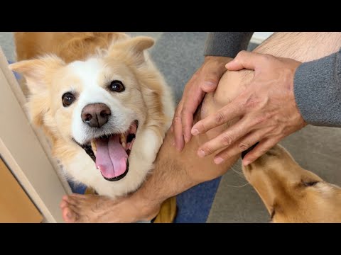 興奮すると“しゃべる犬”が凄い!!  パパが痛がるほど笑顔に…!?【ボーダーコリー・ゴールデンレトリバー】 サムネイル