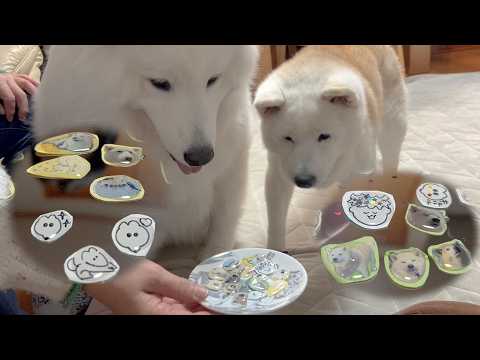 大好きな愛犬のボンボンドロップ風シール作ってみたら可愛すぎました。 サムネイル