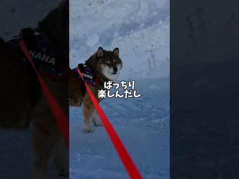 胡麻柴が同居犬に教わったこと サムネイル