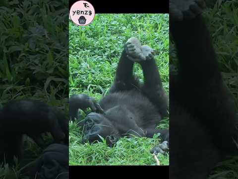 Gorilla Ringo躺草地伸直腳好愜意 gorillatag taipeizoo 金剛猩猩 台北市立動物園 サムネイル
