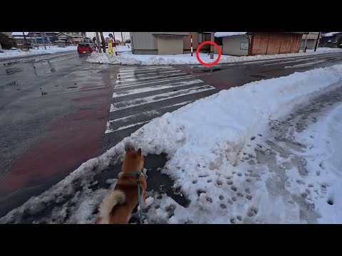 突然！ココさんが道路向こうを警戒しだした！▼🦅 サムネイル