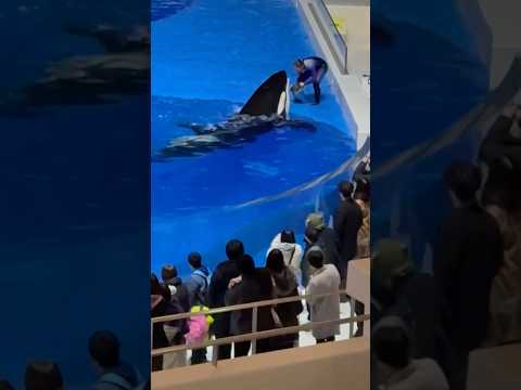 shorts チルタイム　オルカパフォーマンス終了後　須磨シーワールドにて サムネイル