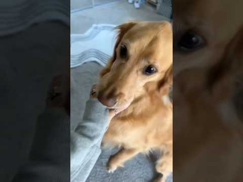 coming home to my golden retriever🥵goldenretreivers dog pup… サムネイル