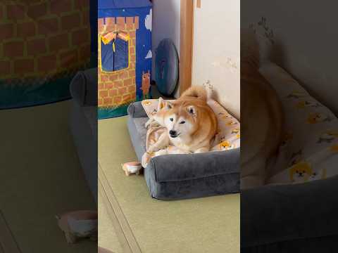 柴犬福 姉にちょうだいと言われる毎にマズルのシワが深く刻まれていく柴犬🤣Sis and Shiba🤣姉と柴 short… サムネイル