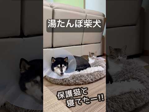 寒い冬は柴犬で暖まる保護猫 サムネイル