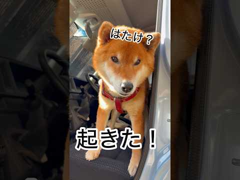 ’26.3.7 力丸の朝寝と夕寝… 柴犬 shibainu 柴犬のいる暮らし 柴犬の日常 車中泊犬 カメラ目線 力丸 サムネイル