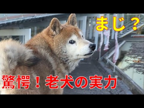 【1071】まじかぁ！頑張るシニア犬 サムネイル
