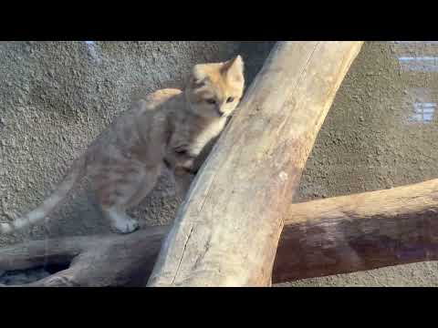 バリーさんカナ？　スナネコ　神戸どうぶつ王国にて　2025年12月26日 サムネイル