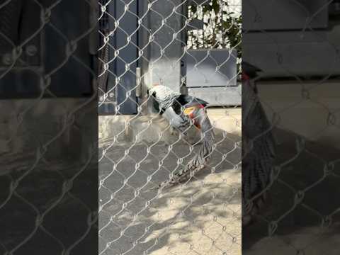 shorts ギンケイ　上野動物園にて　2026年2月6日 サムネイル