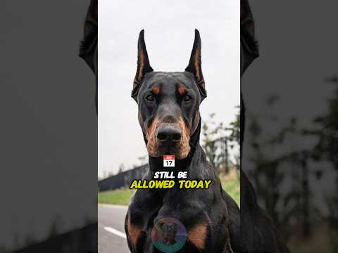 Should Ear Cropping Dobermans Still Be Allowed Today shorts… サムネイル