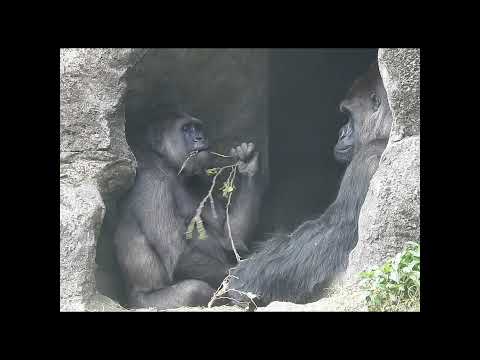 old married couple.Gorilla D'jeeco 27y2m old husband & wife… サムネイル