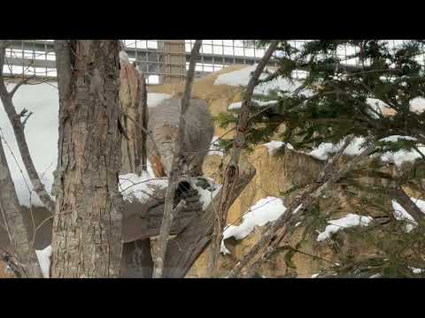 ナゴムくん おばあちゃんが好きだったスポットへ☺️  マヌルネコ　那須どうぶつ王国にて　2026年1月9日 サムネイル