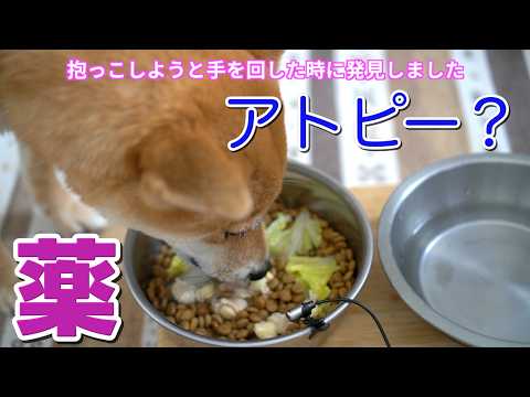 アトピー？軟骨に薬を混ぜて飲んでもらいましょう　柴犬小夏　ASMR サムネイル