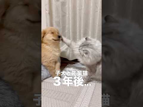 猫に育てられたゴールデンレトリバーの子犬の３年後がコチラ...【ゴールデンレトリバー・元保護猫】 サムネイル