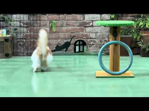 オープニングだよ〜♪ なかなか見れない猫によるショー ザ・キャッツ　那須どうぶつ王国にて　2026年1月4日 サムネイル