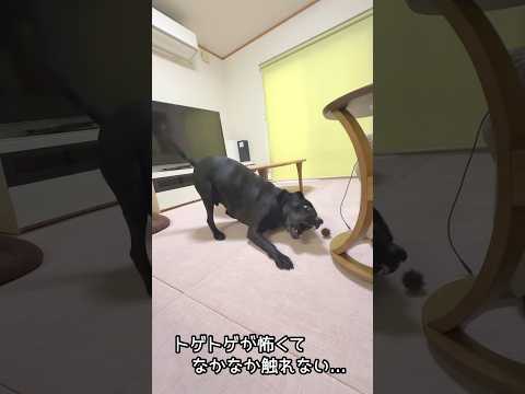 全攻撃が空振り？！イガグリ🆚ラブラドール サムネイル