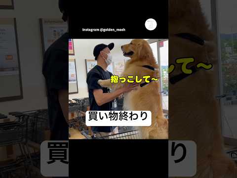 パパの抱っこで帰る大型犬　ゴールデンレトリバー 大型犬　犬　かわいい犬 面白い サムネイル